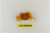 藏品(大里澤蟹)的圖片